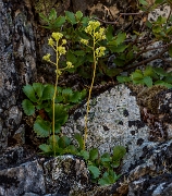 Saxifragopsis fragarioides, Strawberry Saxifrage